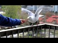 Feeding a seagull on my balcony