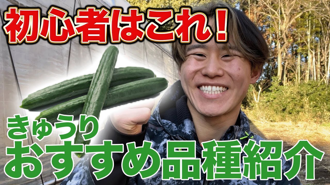 Cucumber cultivation] Recommended varieties that even beginners 