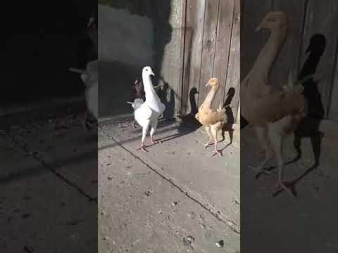 حمام المالطي