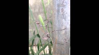 Jack The Mantis Ripper