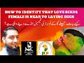Love Bird Laying Eggs Process | Signs of Birds Will Laying Eggs | Birds Laying Eggs.