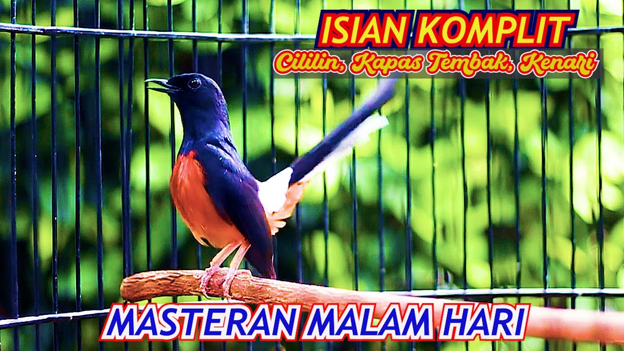 MASTERAN SORE-MALAM HARI EFEKTIF BIKIN GACOR🔥MURAI BATU BONGKAR TEMBAKAN CILILIN KAPAS TEMBAK KENARI