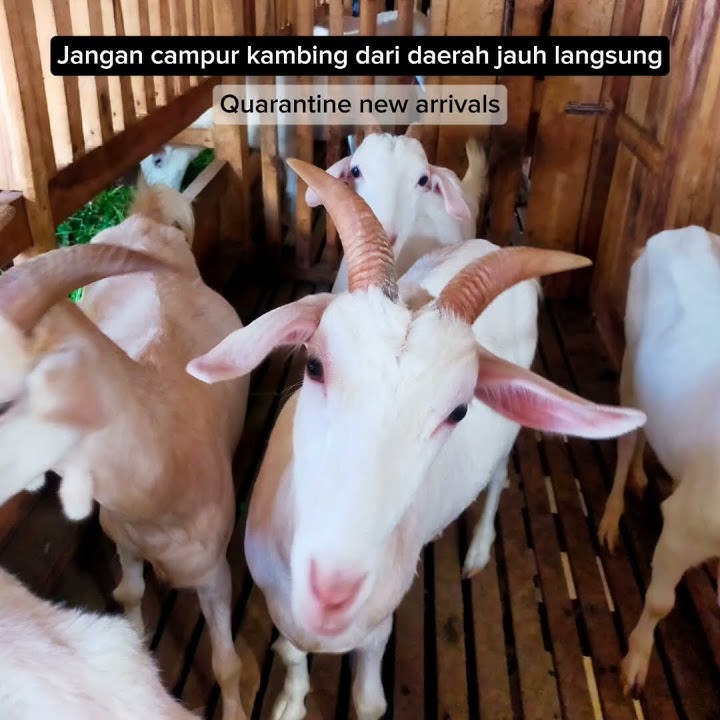 Jangan Campur Kambing dari Daerah Jauh Langsung | Quarantine New Arrivals First