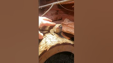 How Smart are Ackie Monitors? #shorts #reptiles #ackiemonitor #animals #animalshorts