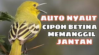 pancingan cipoh betina memanggil jantan ||suara cipoh betina ampuh untuk pancingan cipoh jantan