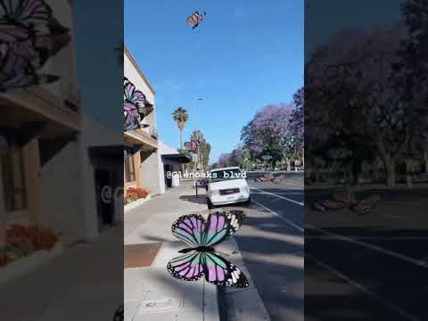 Video: Kaliforniyada Monarx Kəpənəkləri Harada Görməli