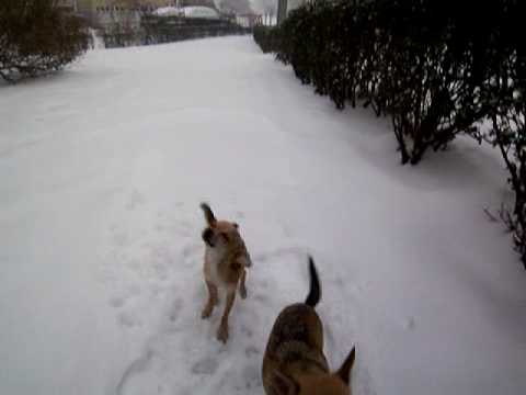 Elsie and Lily 1st snow pee