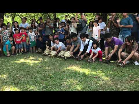 2018 小楊子龜窩全國爬聚 - 龜龜賽跑