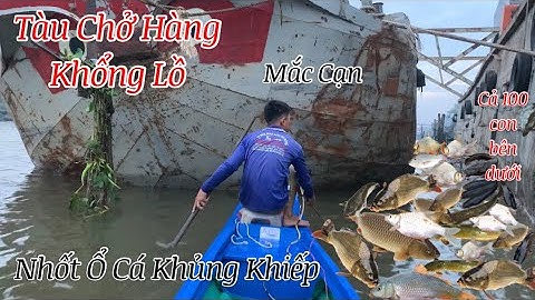 Con Nước Cạn Sông Tiền "Nhốt" Ổ Cá Khủng Khiếp Bên Dưới Tàu Chở Hàng Mắc Cạn  | Kích Cá Miền Tây