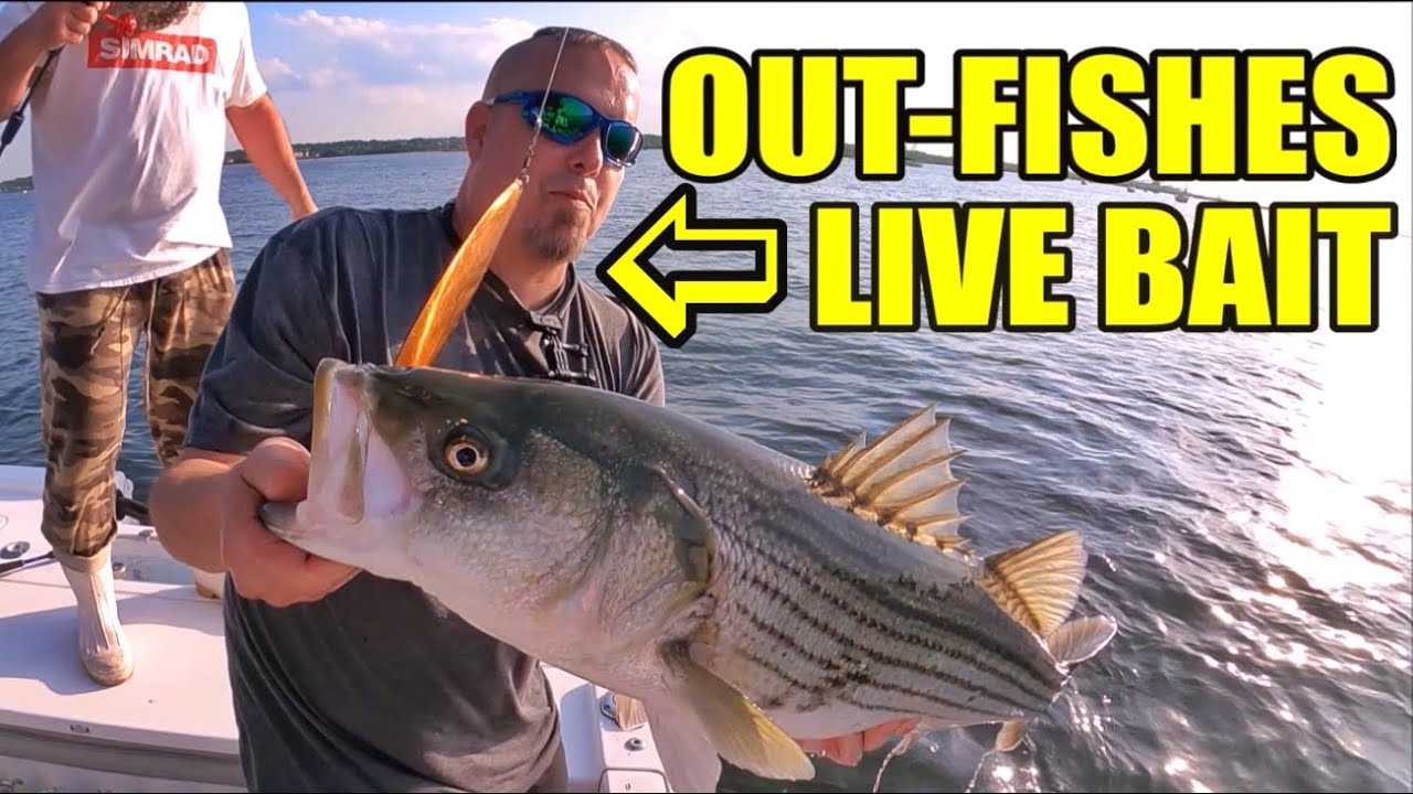 Fishing a Bait you should NEVER BE WITHOUT! Beginners and Pros. 