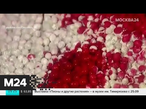 Жевательная резинка празднует свой день рождения - Москва 24 москва сити