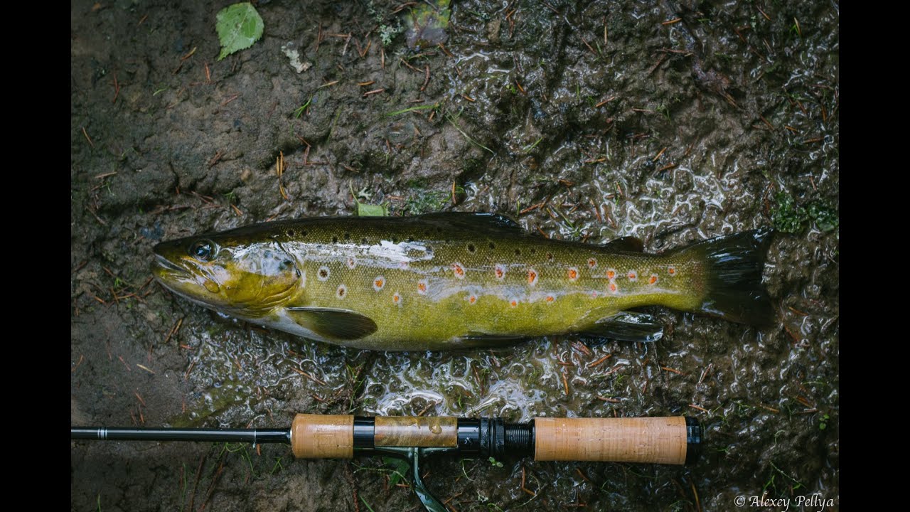 форель северной карелии. ловим форель в карелии. форель дикая карелия. ловим форель в карелии. предкавказская кумжа.