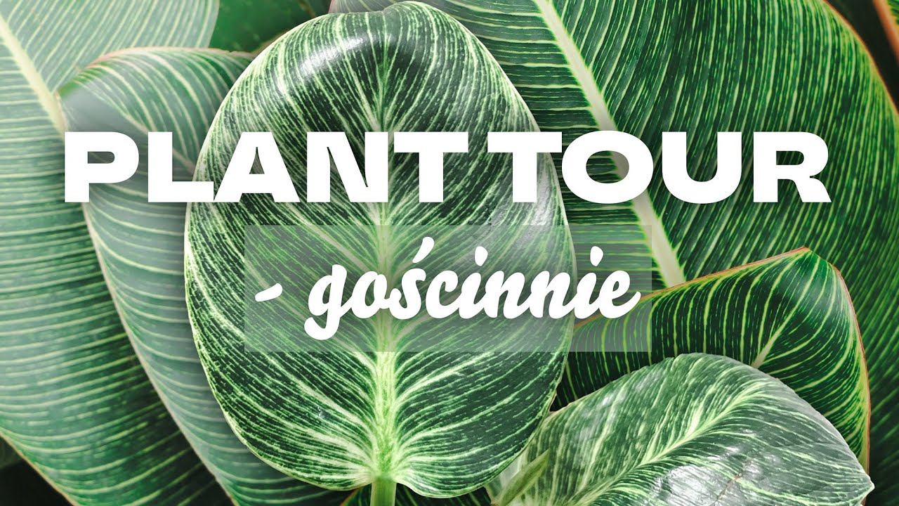🍀 Gościnny przegląd roślin - plant tour u Angie