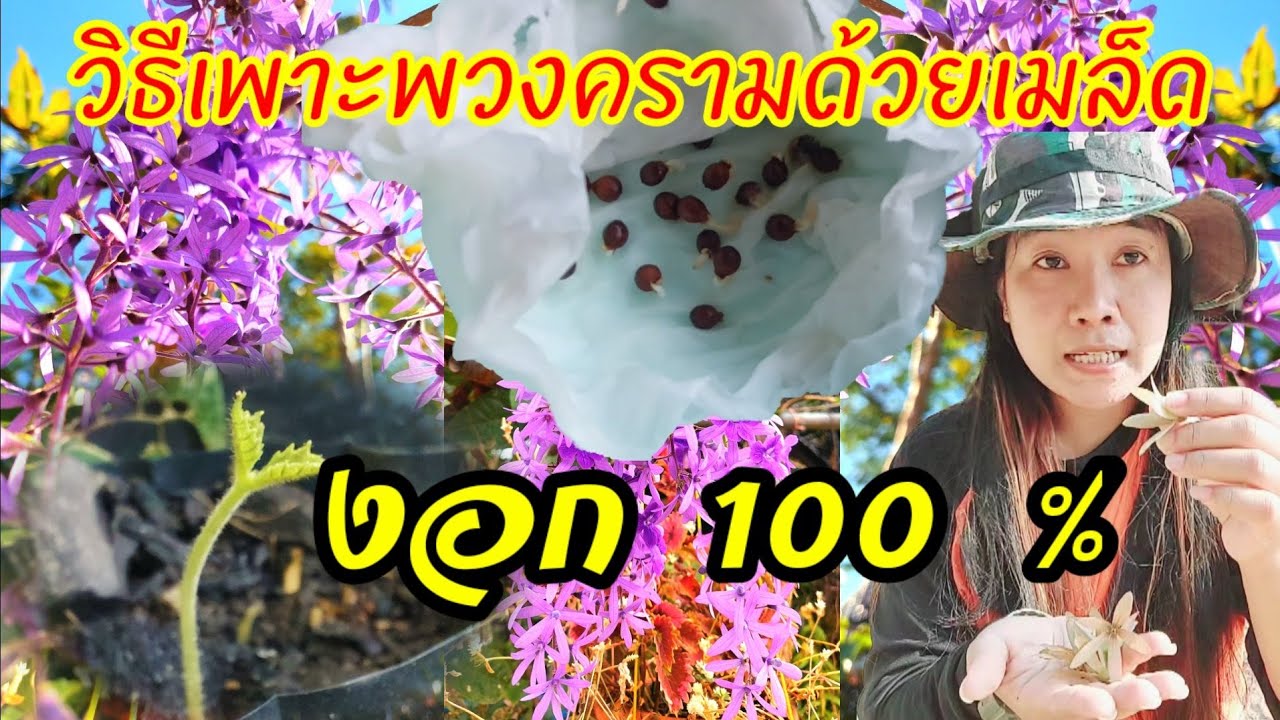 วิธีเพาะพวงครามด้วยเมล็ดแบบละเอียด งอก 100% ep.204