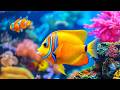 4K Coral Reef Aquarium 🐠 Exotic Tropical Fish & Stunning Ocean Relaxation for Stress Relief