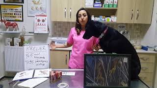 Kedi ve köpeğimi pirelerden nasıl koruyabilirim?