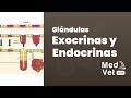 Epitelio glandular: Glándulas Exocrinas y Endocrinas.