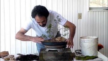 bonsai with Merv 1.24.14 Raft style part 2