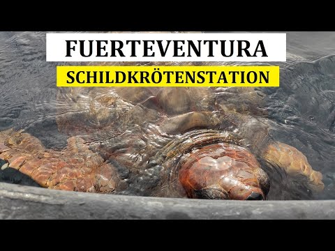 Schildkrötenstation im Hafen