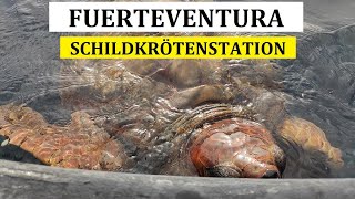 Schildkrötenstation im Hafen von Morro Jable Fuerteventura