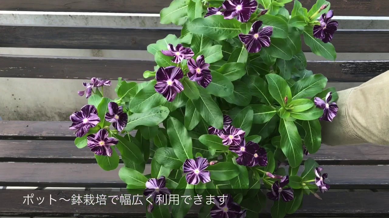 ビンカ 万葉の美 藍染め絞り｜WEBカタログ｜未来アグリス株式会社|未来