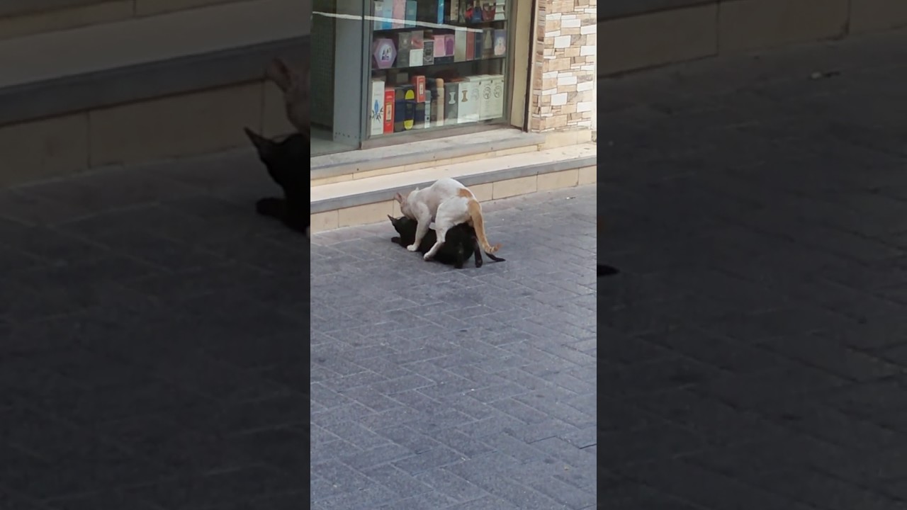 free animal sex video free animal sex video