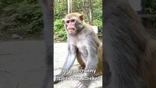 Кто из вас пернул 😈🤯 #rek #ещкере #monkey #omega #brother #браток