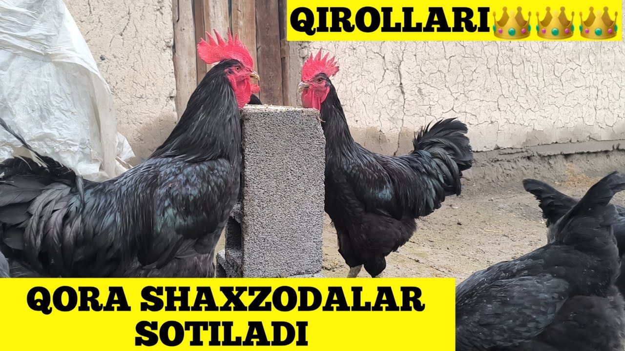 QORA SHAXZODA TOVUQLARINI QIROLLARI ZOT UCHUN 