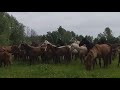 ПЕРЕГОН ЛОШАДЕЙ НА ОСТРОВА! ВЕЛИКОЛЕПНОЕ ЗРЕЛИЩЕ!!!🐎🐎🐎🐎🐎