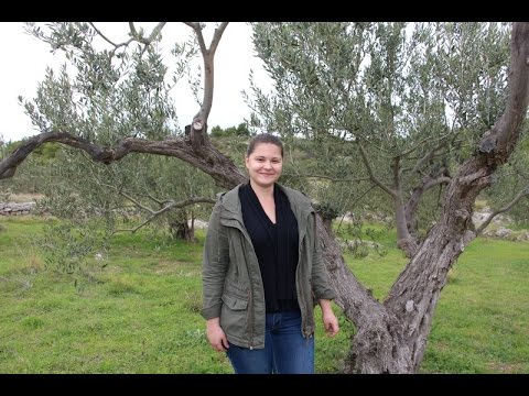 Video: Gubitak Masline U Golemim Brdima Betlehema - Matador Network