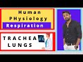 Human Respiratory structure