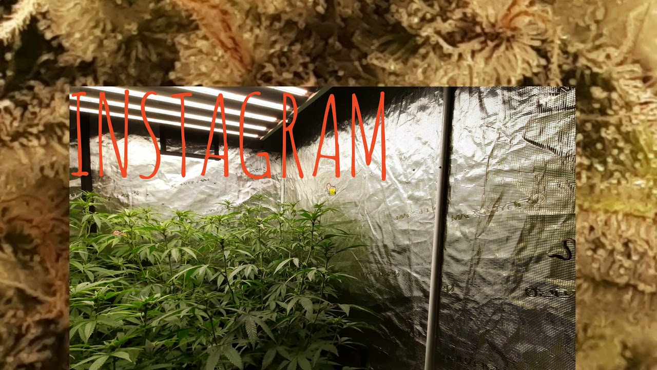 Mars hydro FC4800. TSW2000 8X8 GROW TENT