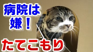 【爆笑】病院へ行くのが嫌な猫が逃げた先は・・？キャリーバッグに入りたくないリキちゃんの必死の抵抗ｗ【リキちゃんねる・猫動画】Cat video　キジ白猫のいる暮らし