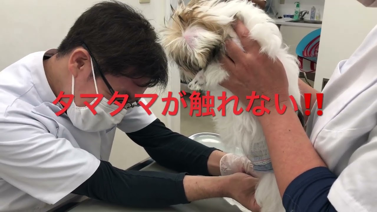 こんちゃん7  #狂犬病注射　#タマタマ無い？　2025年６月28日　#ジャックラッセルテリア､マルチーズミックス#激レアミックス犬#イケメン獣医師#マルジャック#停留睾丸#えんじゅ動物病院 