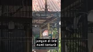 jangan di lirik #kicaumania #kacer#viral
