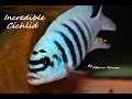 Amazing fish african cichlid mbuna