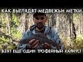 КАК ВЫГЛЯДЯТ МЕДВЕЖЬИ МЕТКИ / ВЗЯТ ЕЩЕ ОДИН ТРОФЕЙНЫЙ ХАРИУС / НАШЛИ ВТОРОЕ ЛОГОВО МЕДВЕДЯ