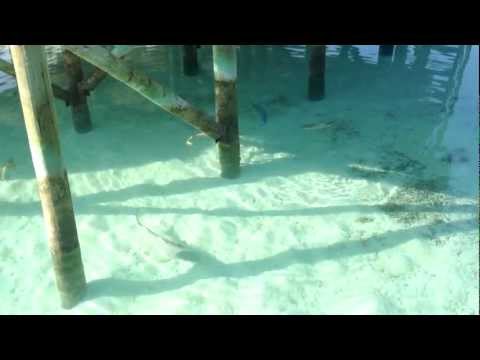 Vidéo: Cette Villa Sous-marine Aux Maldives Vous Permet De Dormir Avec Des Requins