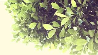 Ode to a Tree ** Poem written by Marjorie Forster North