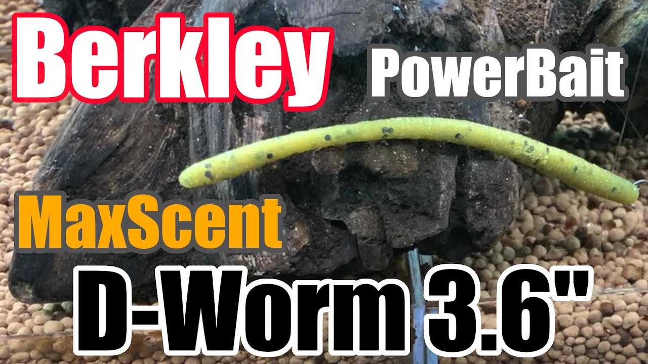 バークレイ パワーベイト マックスセント ディーワーム 3 6 水中アクション映像 Berkley Powerbait Maxscent D Worm Underwater Footage Youtube バークレイ パワーベイト マックスセント ディーワーム 3 6 水中アクション映像 Berkley Powerbait Maxscent D Worm Underwater Footage Youtube
