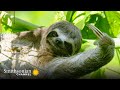 Sloth Ecosystem Interactions and Adaptations