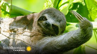 Why Sloth Fur is Perfect for an UpsideDown Life  Gorgona Snake Prison Island | Smithsonian Channel