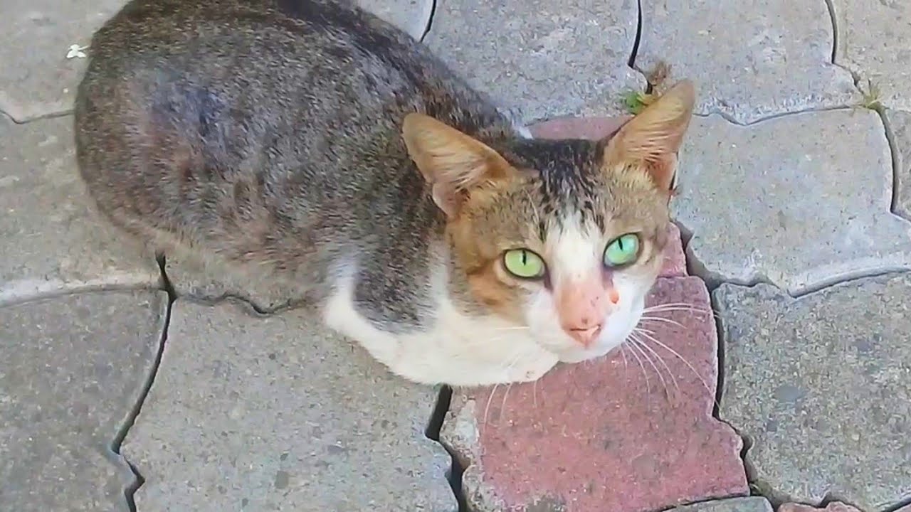 Memberi Makan Kucing Liar Jalanan Yang Sedang Terluka Youtube