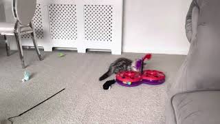 Maine Coon Kitten (Wolfie) playing by 2.4 Children & 3 Cats 4 views 3 years ago 1 minute, 34 seconds