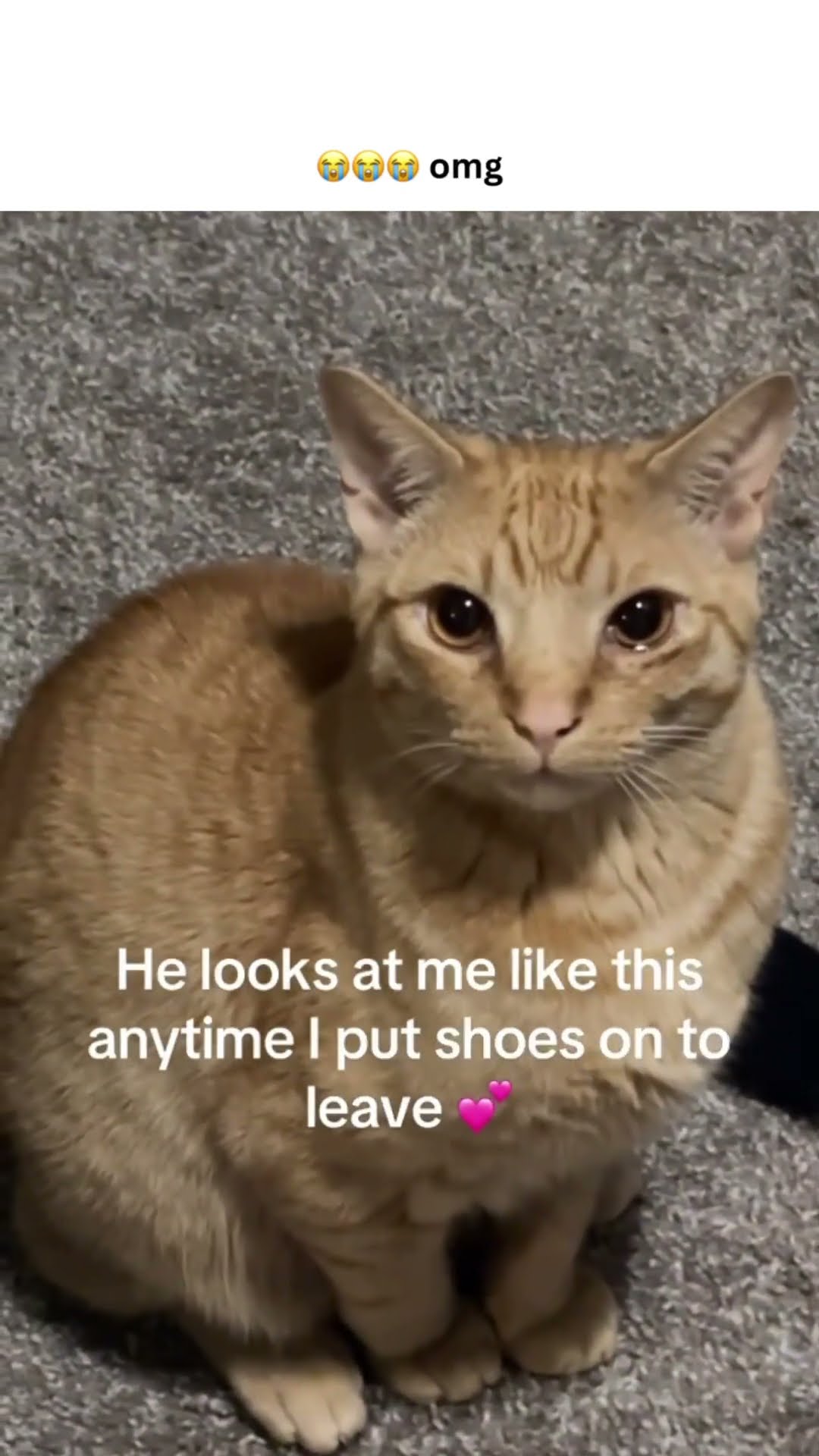 Kittyo doesn’t want them to go to workio