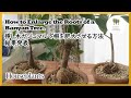 【観葉植物】挿し木ガジュマルで根を太くする実験 3年後の実験結果 Experiment to thicken the roots of banyan tree [ houseplants ]