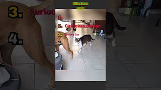 Funny cats 😂😭#funny #cats #funnyvideo #catownership #viral #shorts