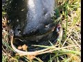 Рыбалка на реке Или 3 августа 2019, змеи сазаны и сом. fisherman 14