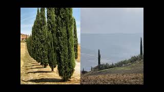 Val d&#39;Orcia e i suoi cipressi Toscana Italia