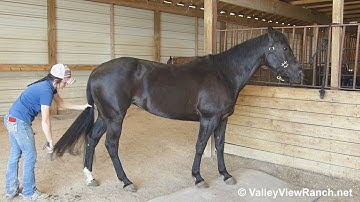 KM Blackwater Cat***For info, price, etc., go to our website***ValleyViewRanch.net